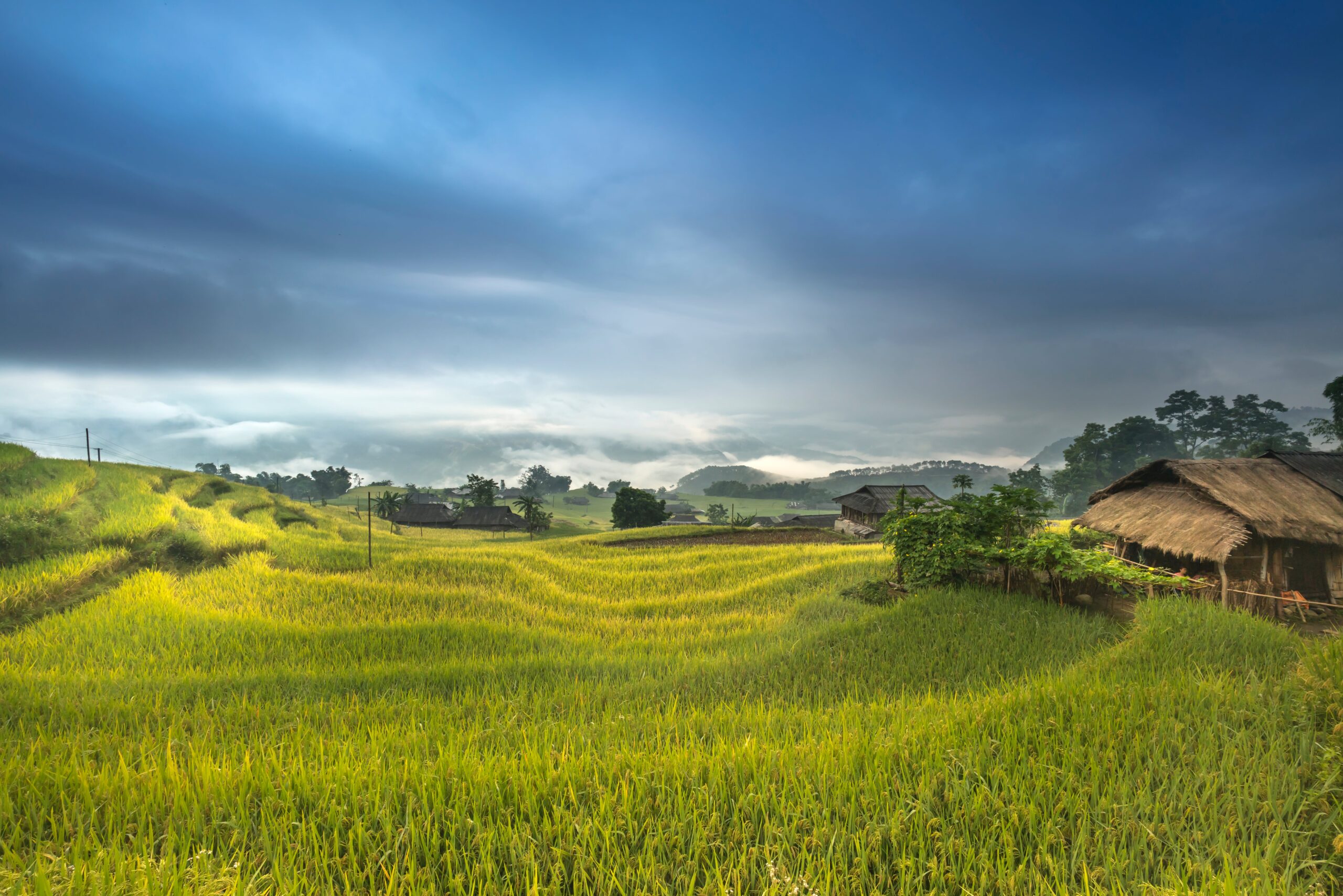 pexels-quang-nguyen-vinh-2132089-scaled